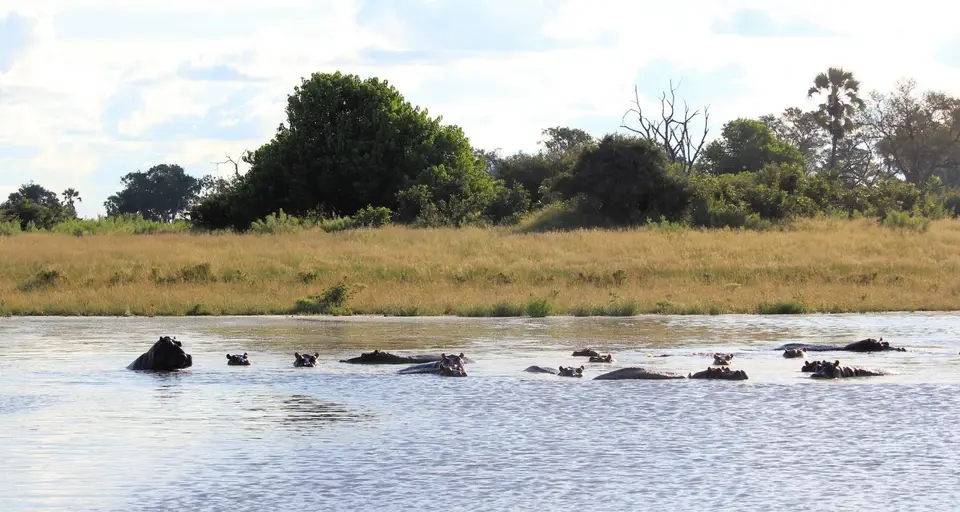 S-Hippos2.jpg