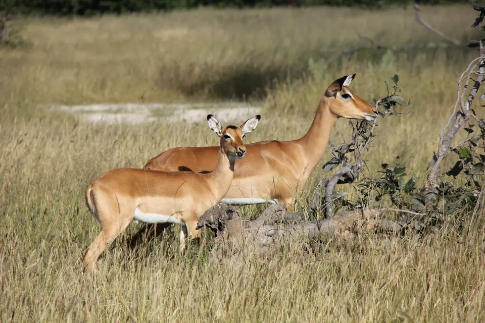 S-Impala.jpg