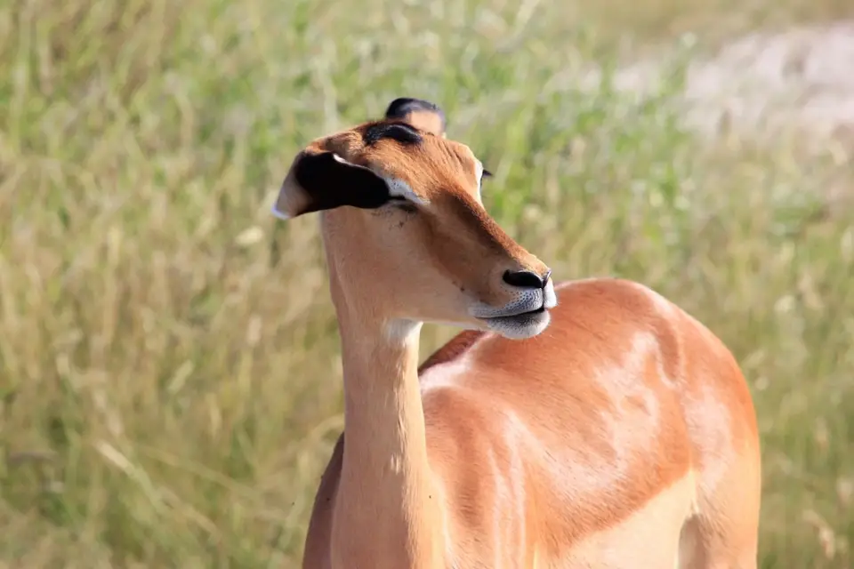 S-Impala2.jpg