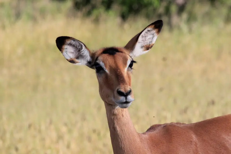 S-Impala3.jpg
