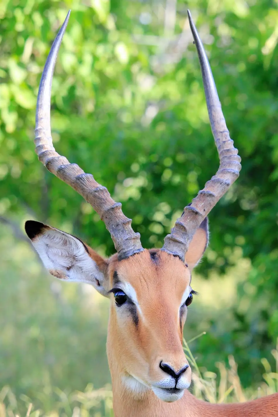 S-Impala4.jpg