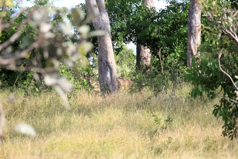 S-Kudu-Such.jpg