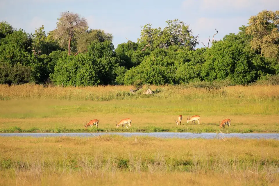 S-Lechwe.jpg
