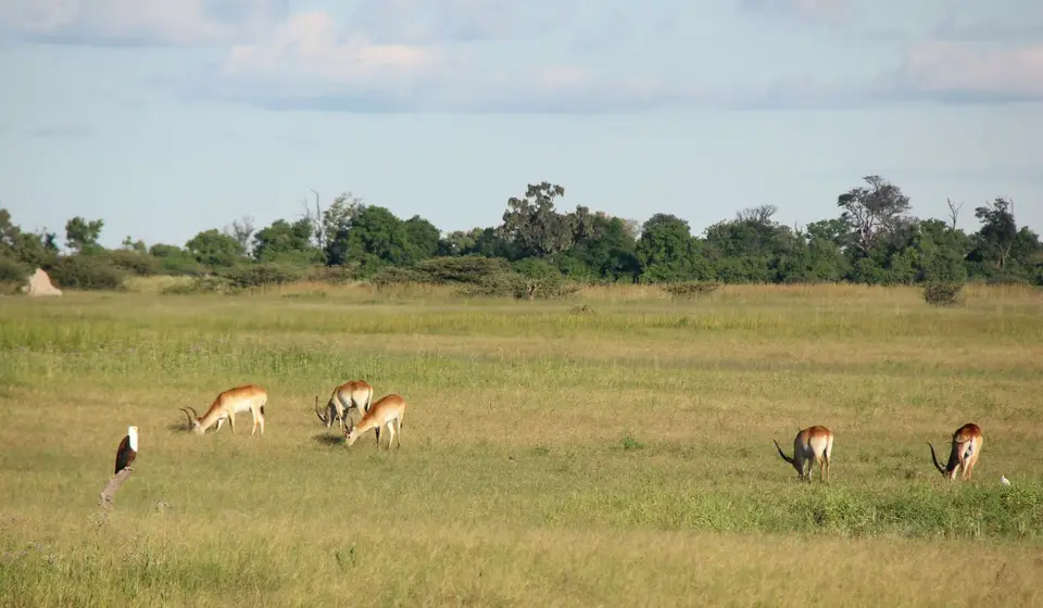 S-Lechwe3.jpg