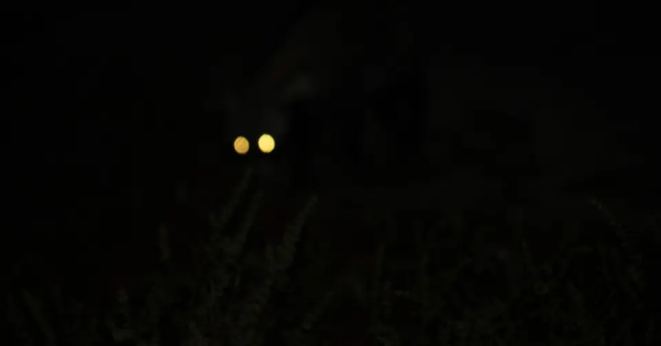 SG-Civet.jpg
