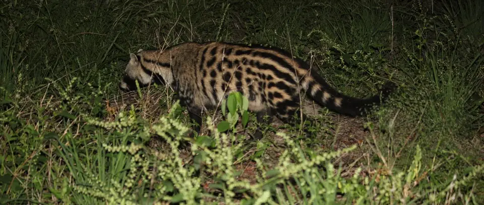 SG-Civet1.jpg