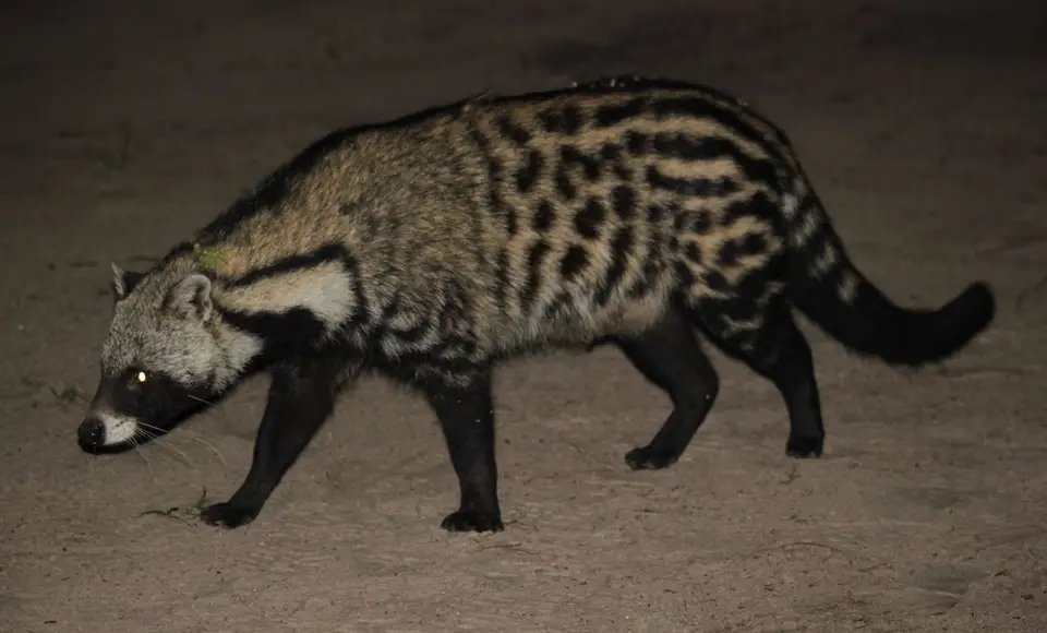 SG-Civet4.jpg