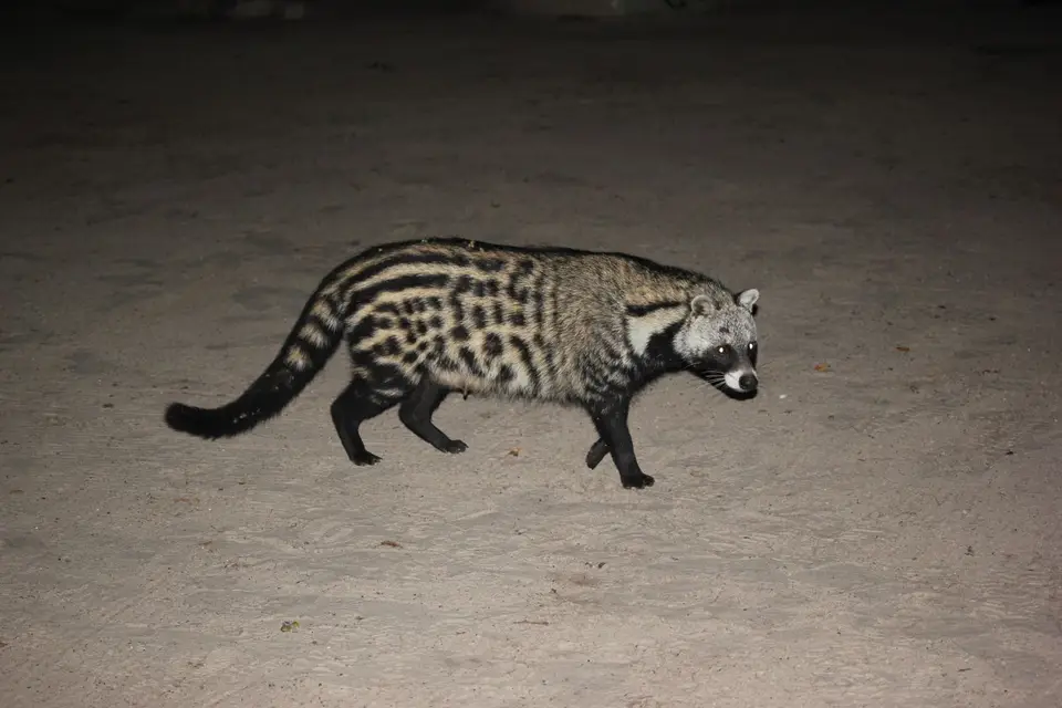 SG-Civet5.jpg