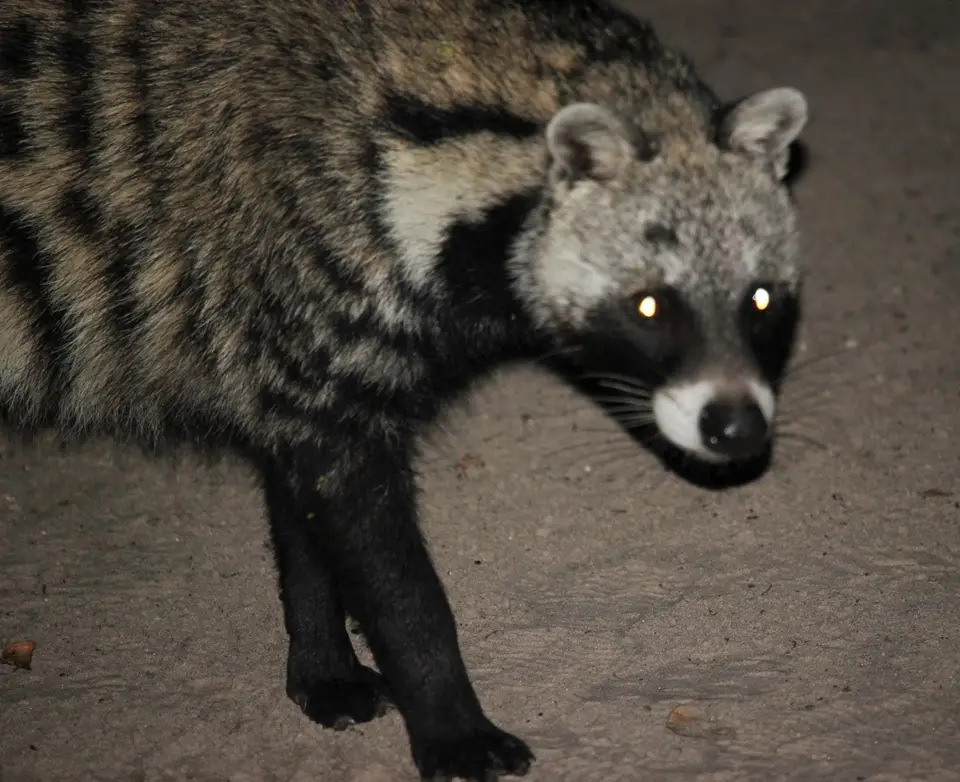 SG-Civet6.jpg