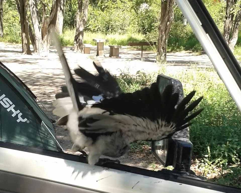 SG-Hornbill2.jpg