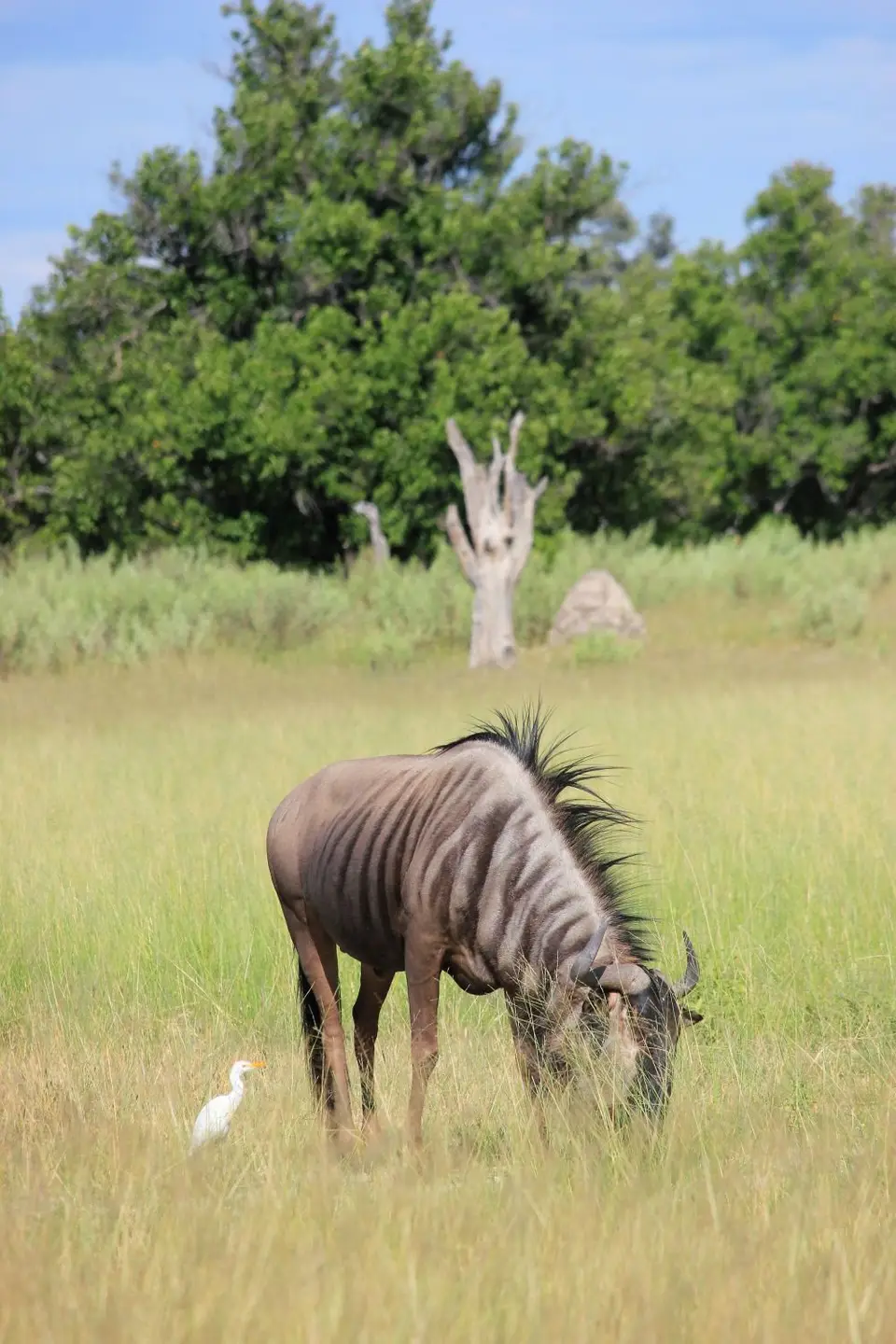 SM-Gnu.jpg