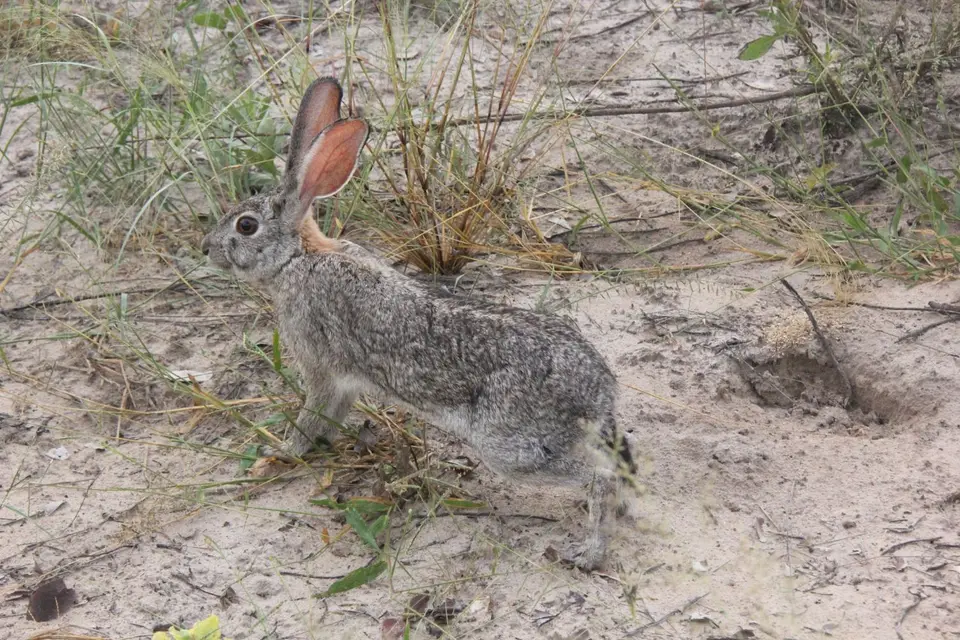 SM-Hase.jpg
