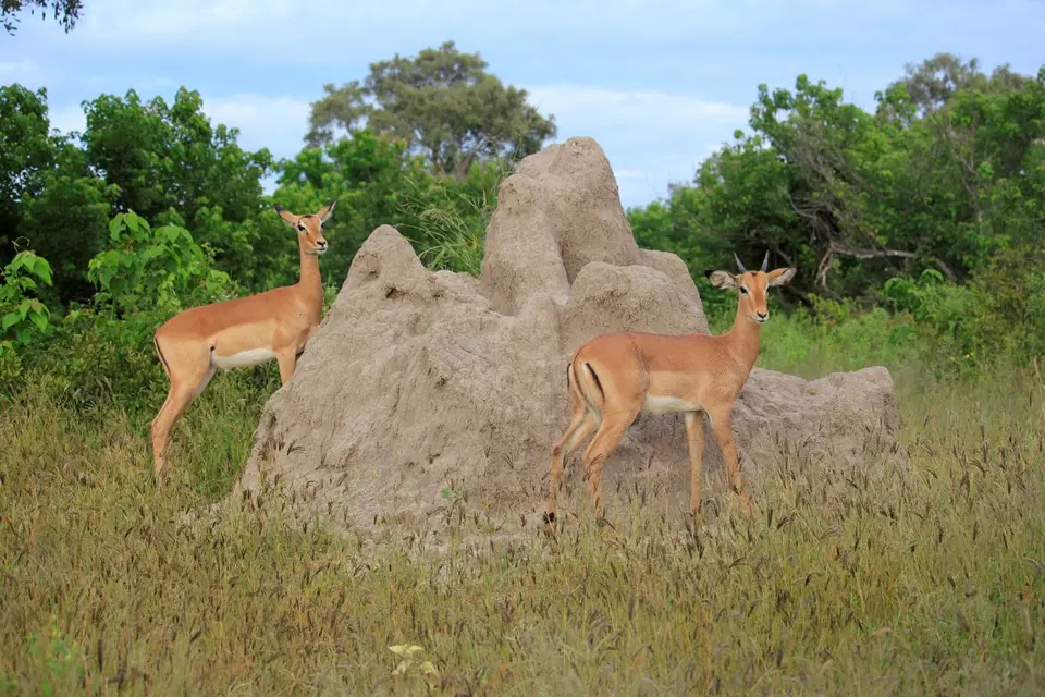 SM-Impala2.jpg