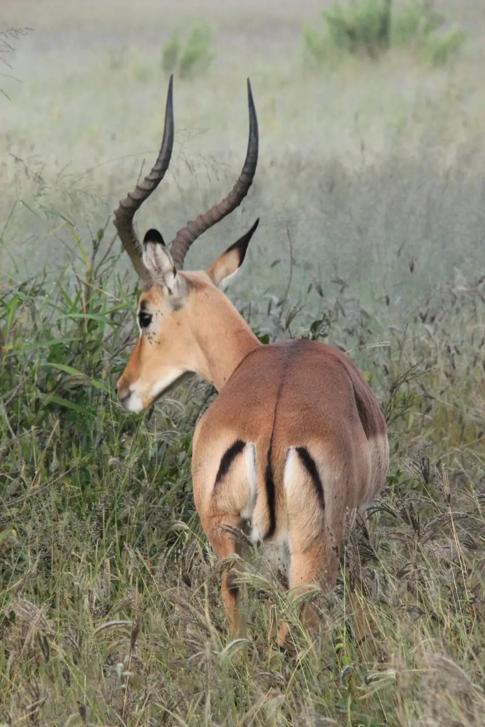 SM-Impala3.jpg