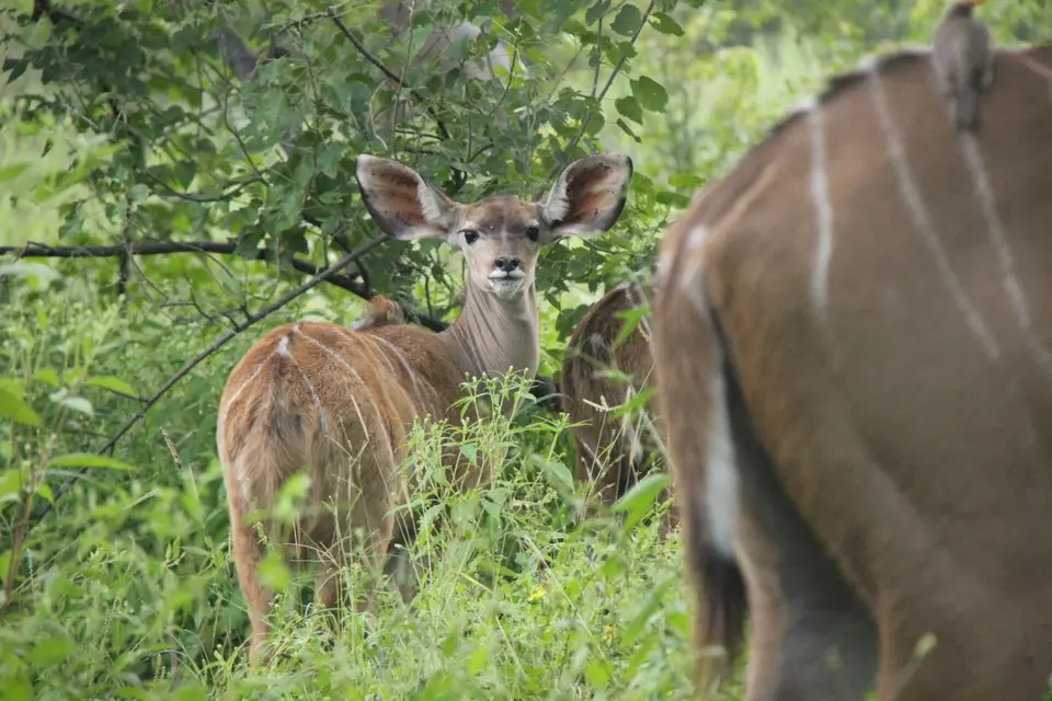 SM-Kudu4.jpg