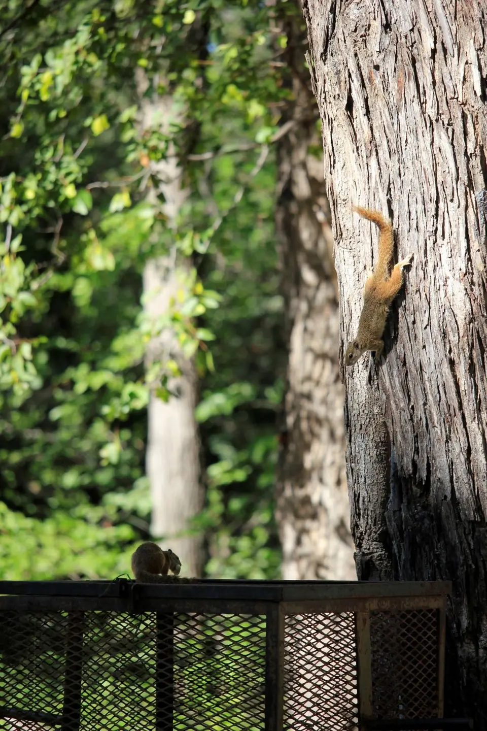 Squirrel-SG1.jpg