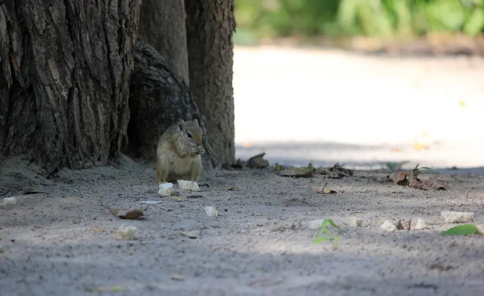 Squirrel-SG2.jpg