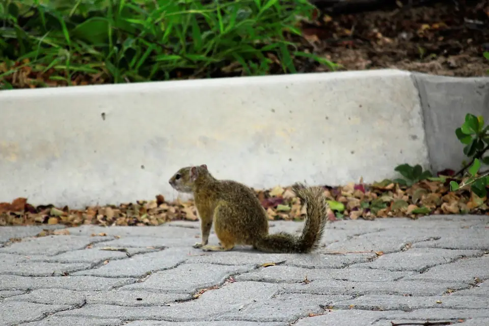 Squirrel1.jpg