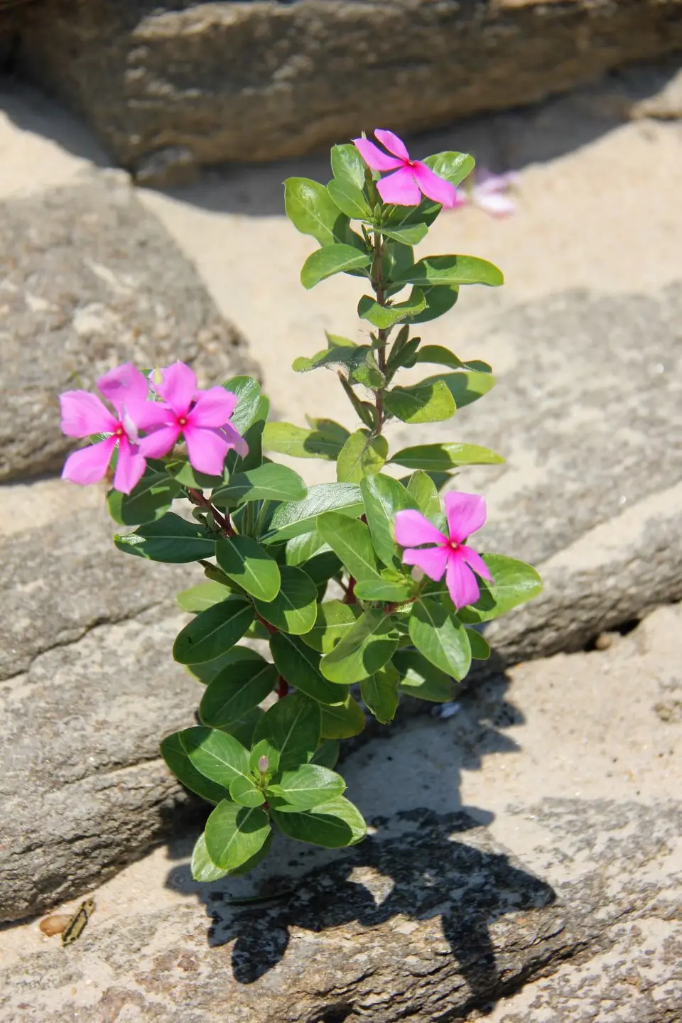 Sunga-Blume3.jpg