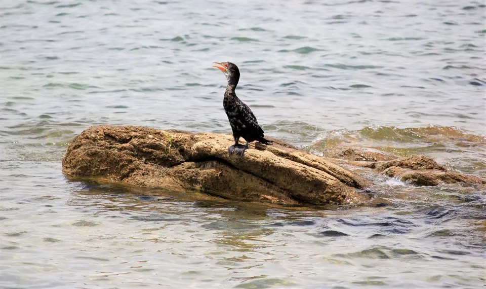 Sunga-Kormoran1.jpg