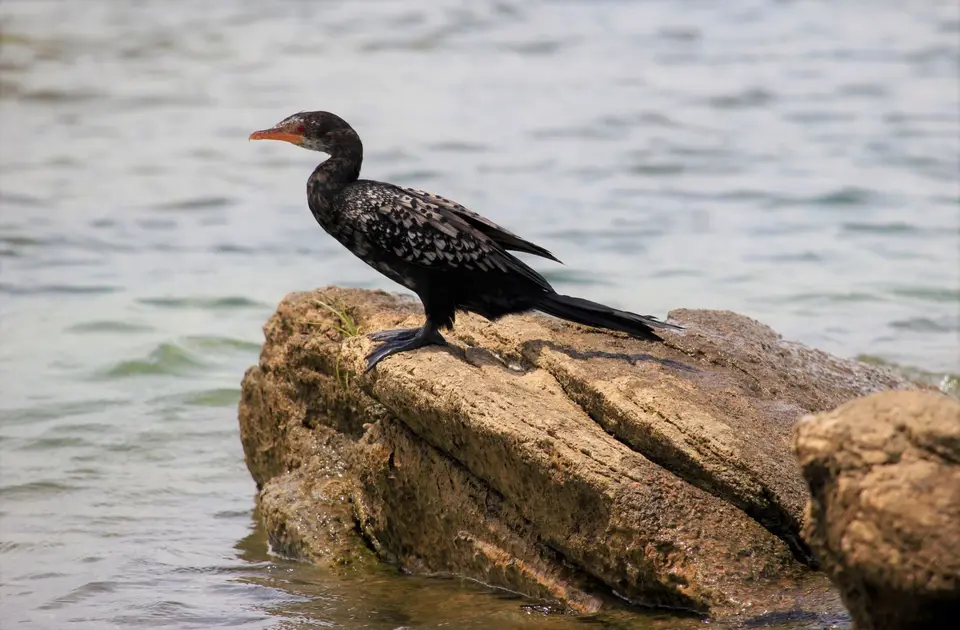 Sunga-Kormoran2.jpg