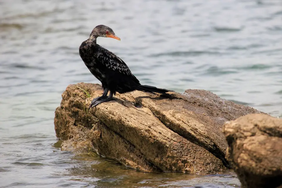 Sunga-Kormoran3.jpg