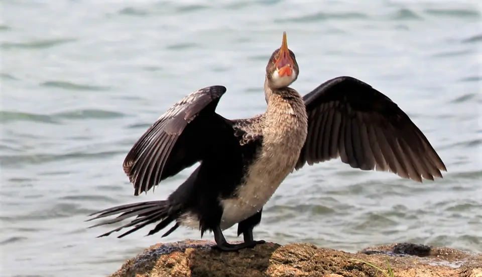 Sunga-Kormoran6.jpg