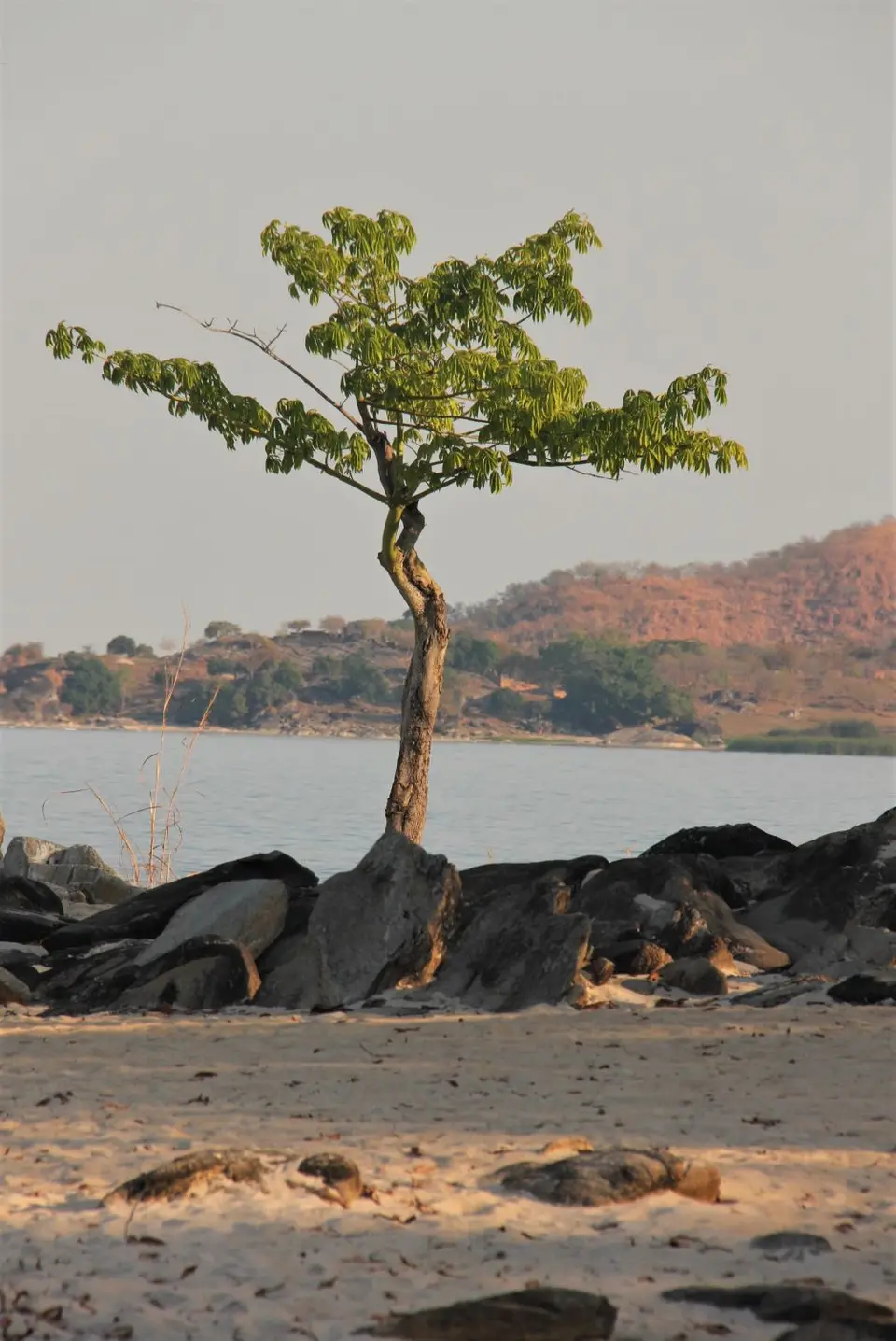 Sunga-StrandBAum.jpg