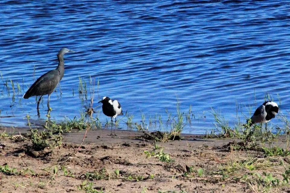 VögelChobe.jpg