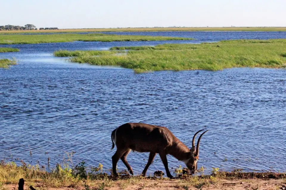 WasserbockChobe3.jpg