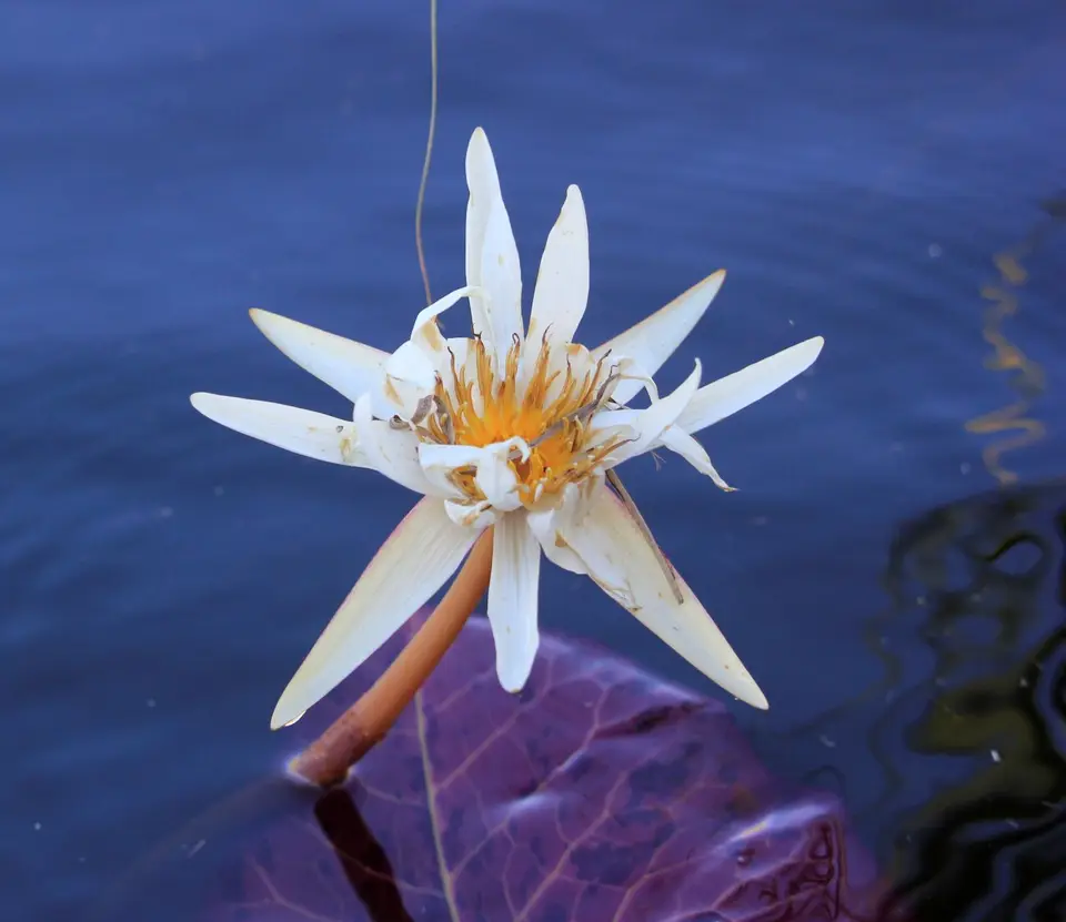 Waterlilly2.jpg