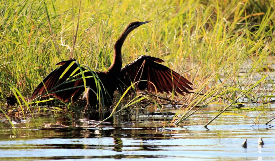 Z-Chobe-Darter.jpg