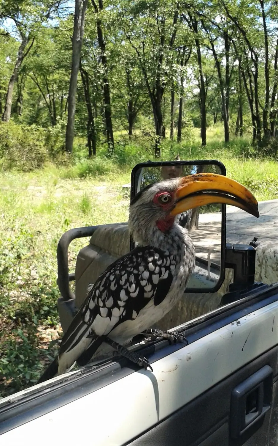 ZZZ-Hornbill.jpg