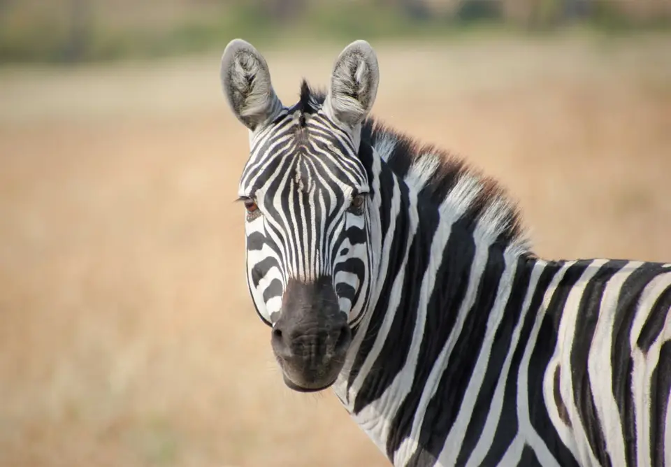 Zebra1.jpg