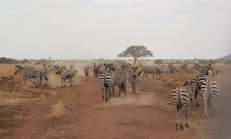Zebra19.jpg