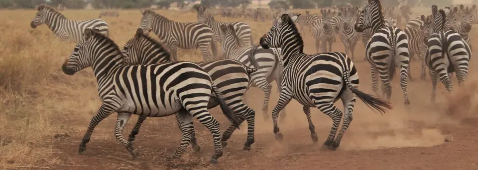 Zebra21-2.jpg