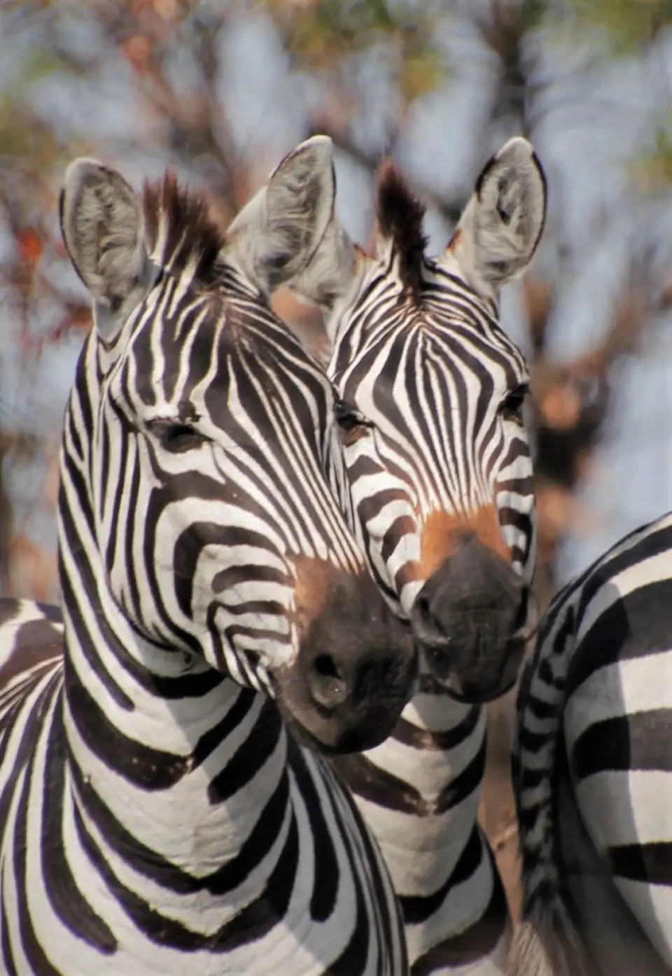 Zebra4.jpg