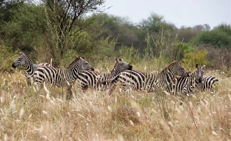 Zebra5.jpg