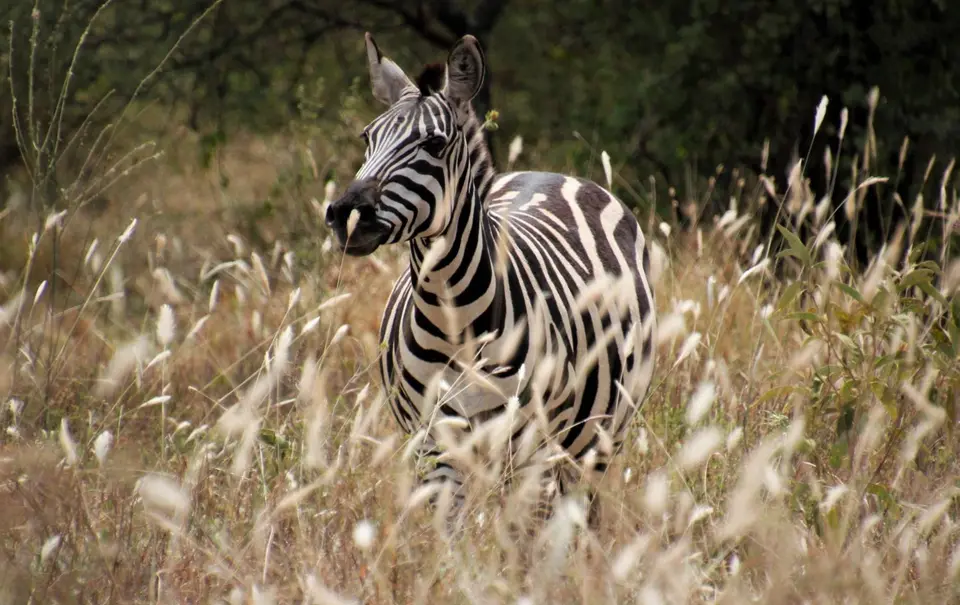 Zebra6-2.jpg