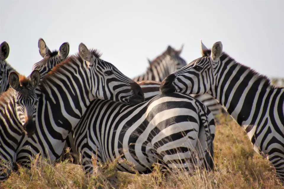 Zebra9.jpg