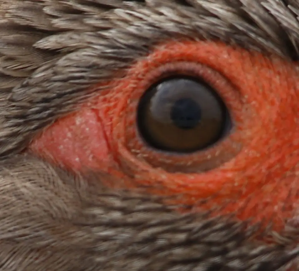 Vogel2.jpg