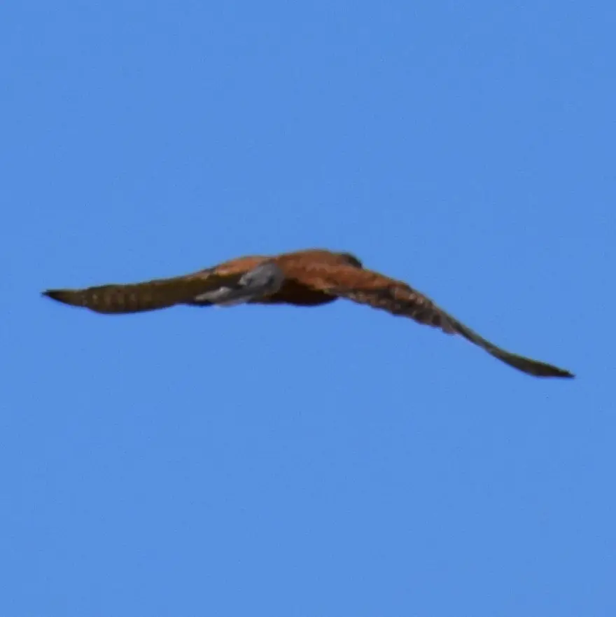 07bDSC_0434.JPG