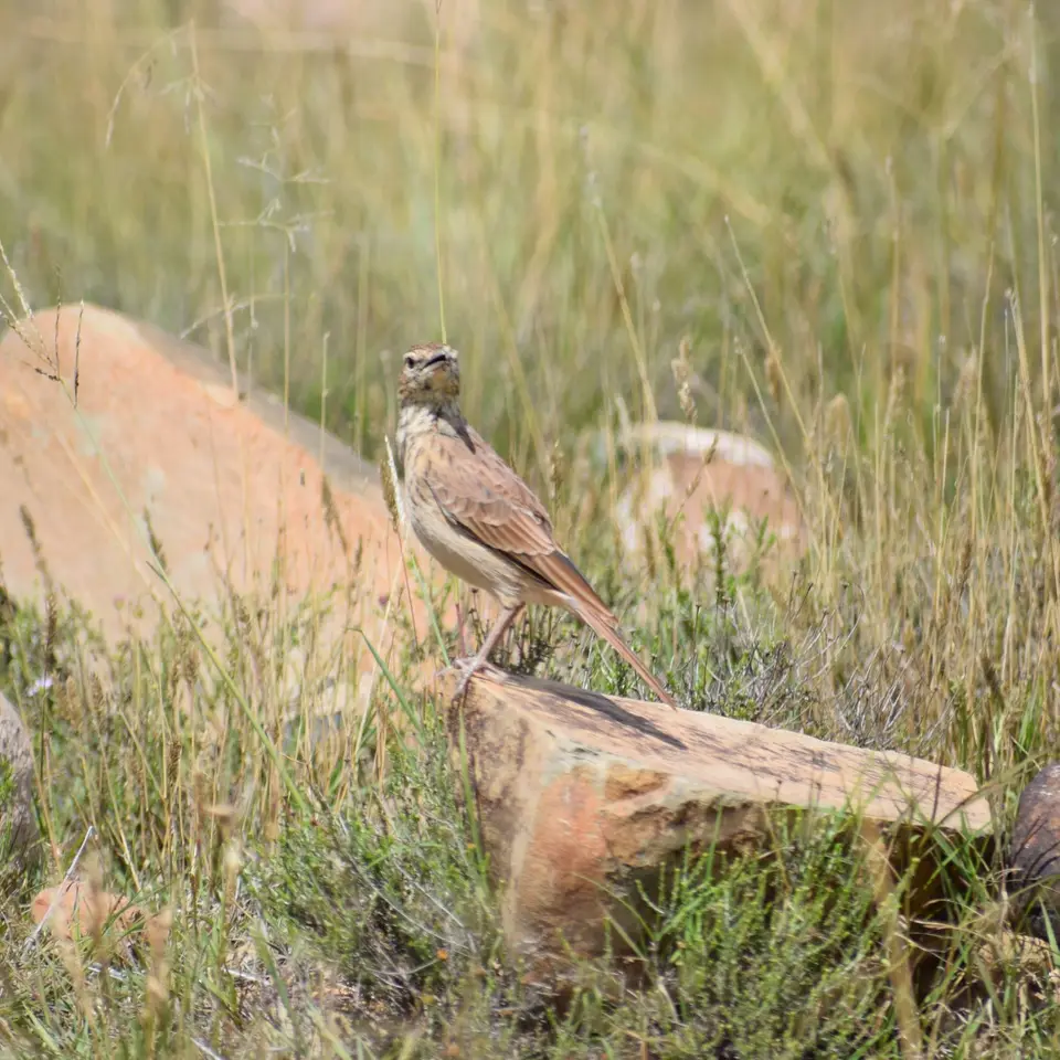 13aDSC_0387.JPG