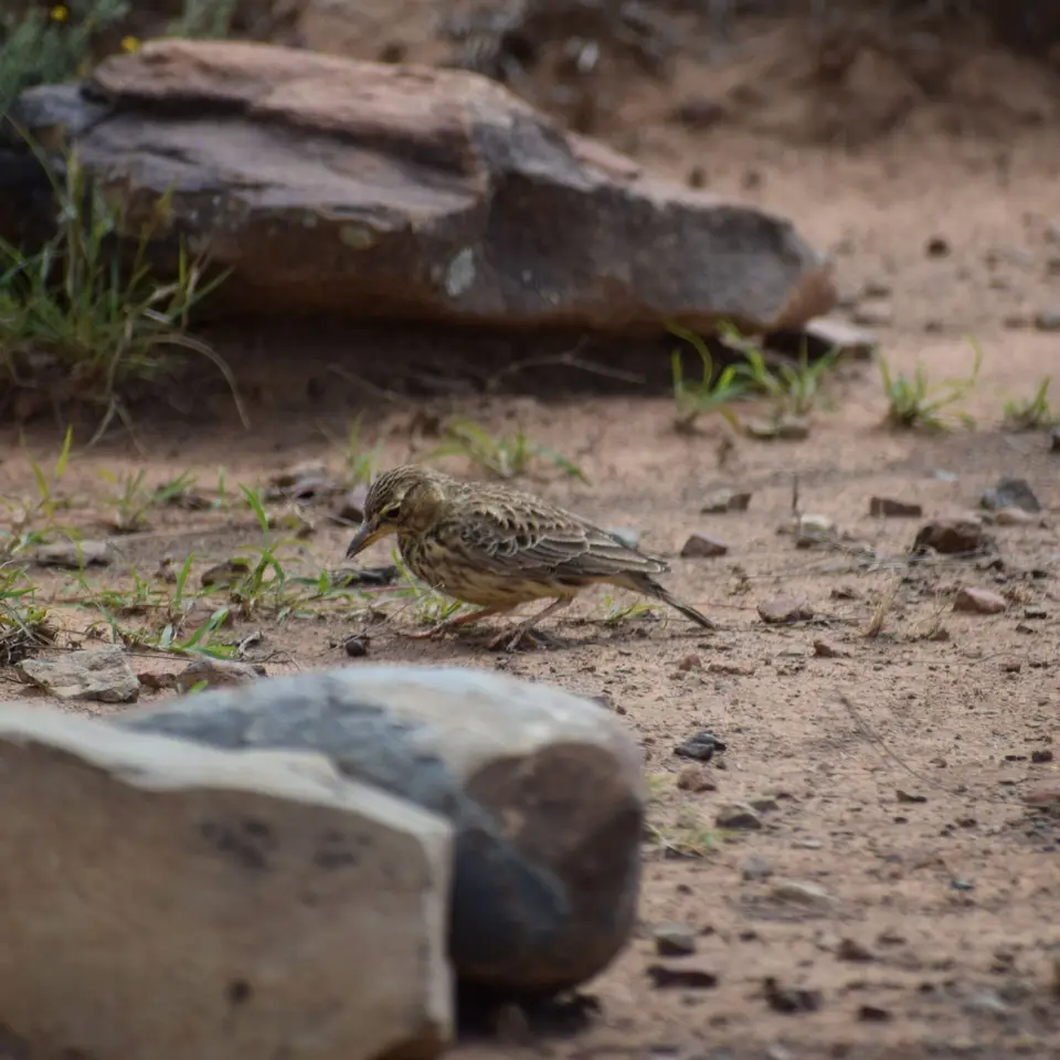 16aDSC_0392.JPG