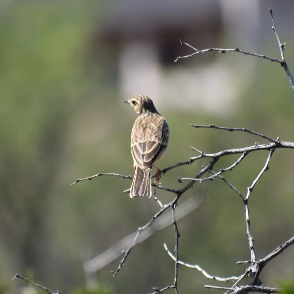 32aDSC_0992.JPG