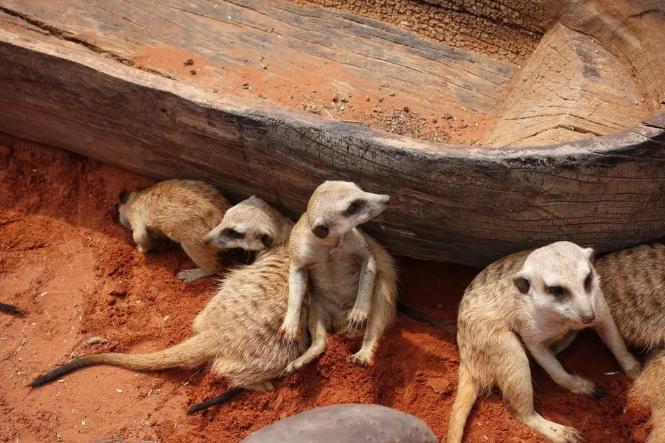 Kalahari3.jpg