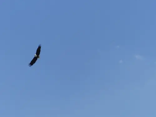 Adler.JPG