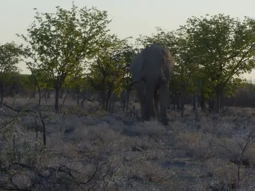 Elefant.JPG