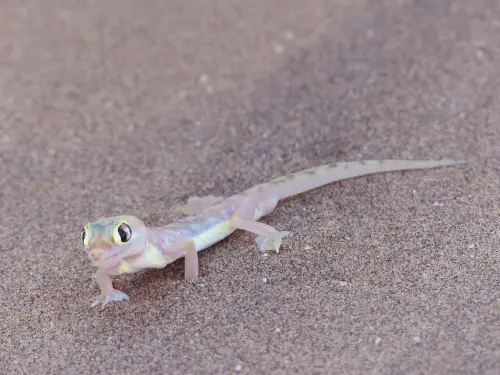 Gecko.JPG