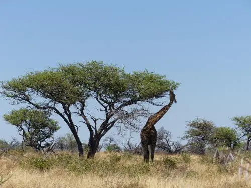 Giraffefrist.JPG